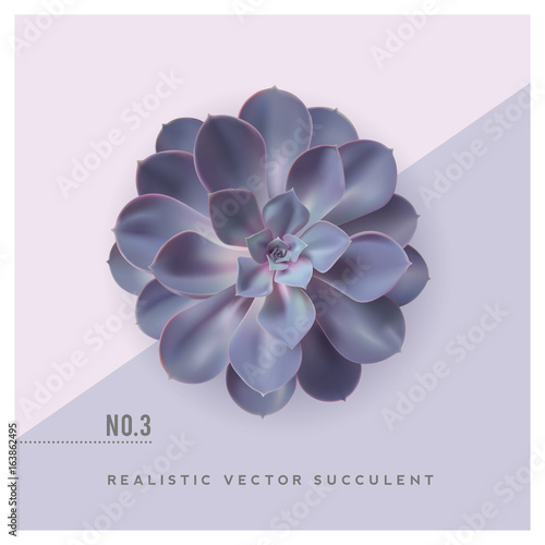 realistic vector illustration of a purple succulent plant (echeveria), top view / flat lay