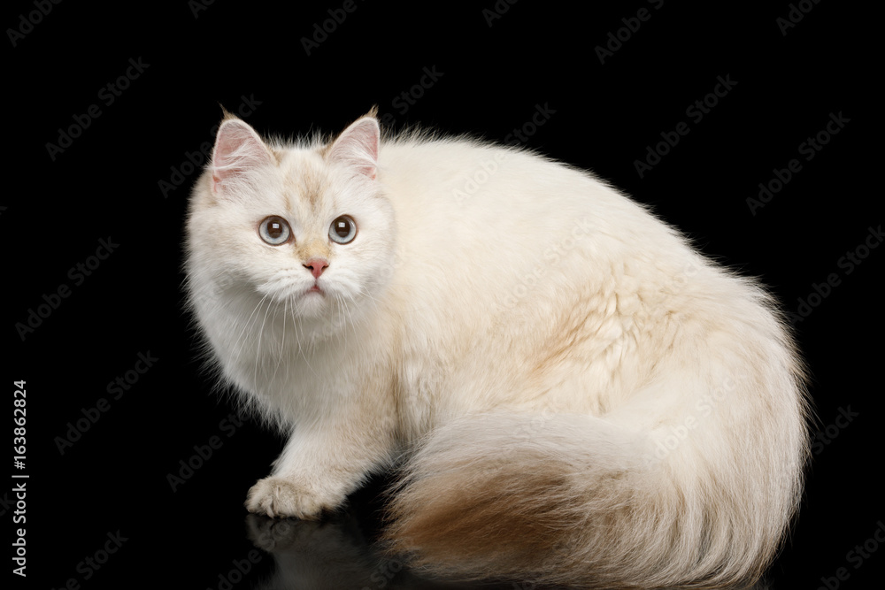 British breed Cat White color-point with magic Blue eyes and Furry tail Crouch on Isolated Black Background