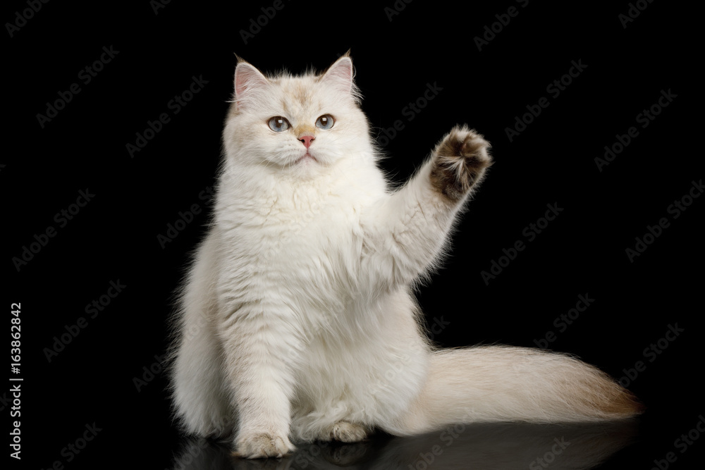 Funny British Cat White color-point Sits and touching paw on Isolated Black Background, front view