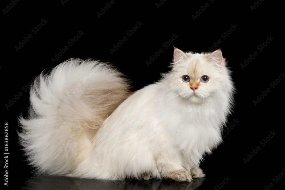 British breed Cat White color-point with magic Blue eyes and Furry tail Sits on Isolated Black Background, Side view