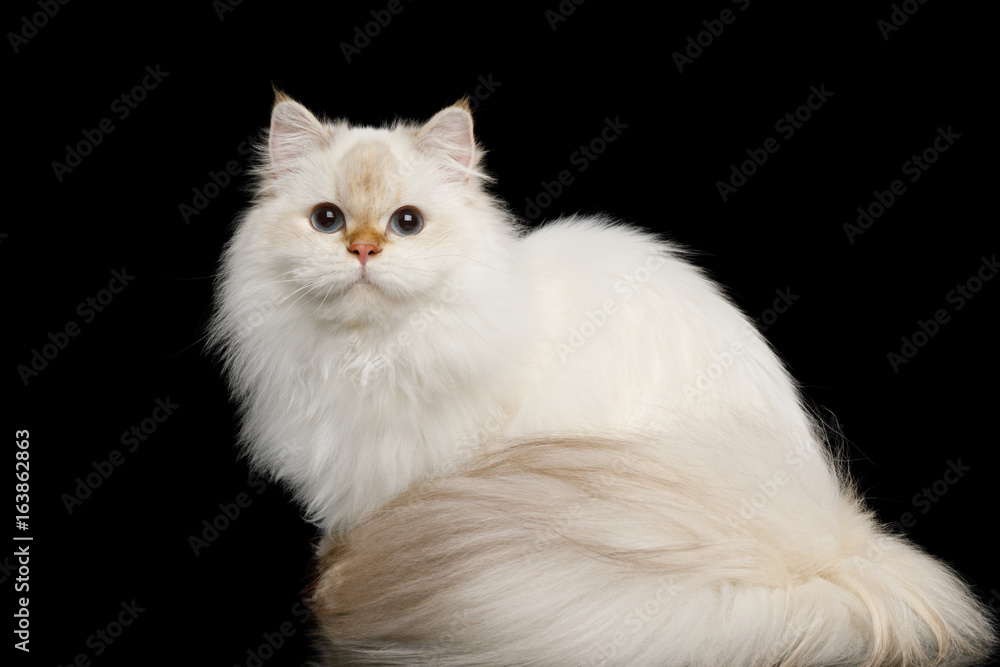 British breed Cat White color-point with magic Blue eyes and Furry tail Sitting on Isolated Black Background