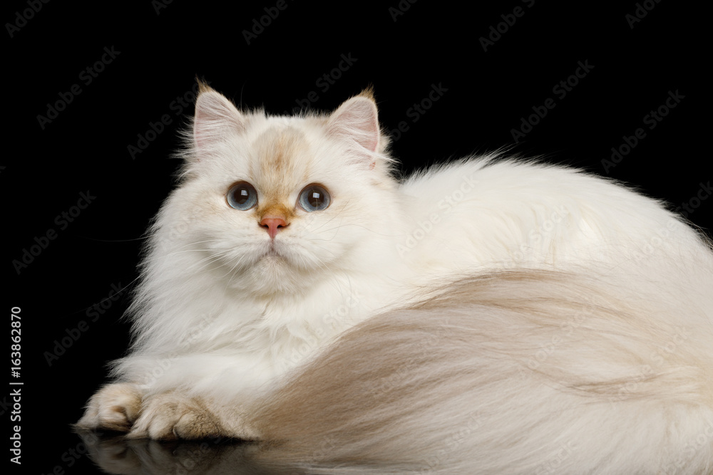 British breed Cat White color-point with magic Blue eyes, Lying on Isolated Black Background