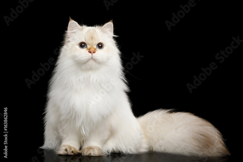 Fotótapéta British breed Cat White color-point with magic Blue eyes and Furry tail Sits on