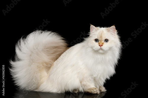 Fototapeta Naklejka Na Ścianę i Meble -  British breed Cat White color-point with magic Blue eyes and Furry tail Sits on Isolated Black Background, Side view