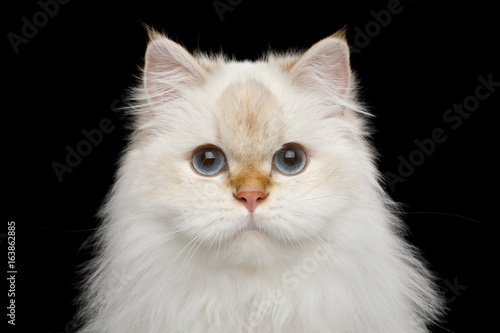 Fototapeta Naklejka Na Ścianę i Meble -  Portrait of Furry British Cat White color-point with adorable blue eyes on Isolated Black Background, front view
