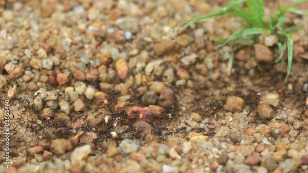 Black garden ants going around in a file in disciplined way on trail in sand bed carrying food to their nest, as part of daily routine