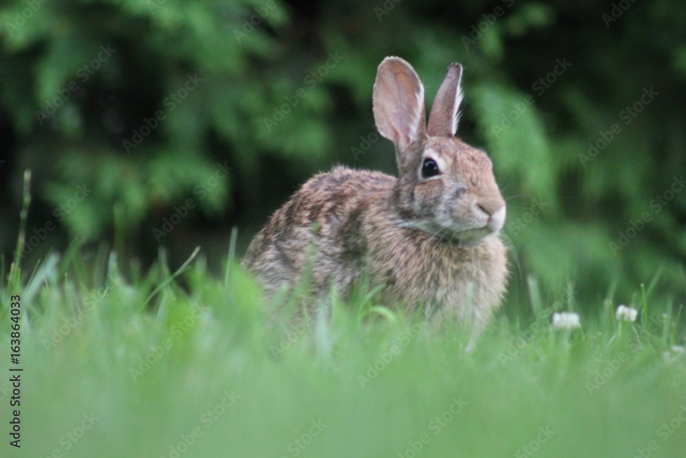 lapin lapin