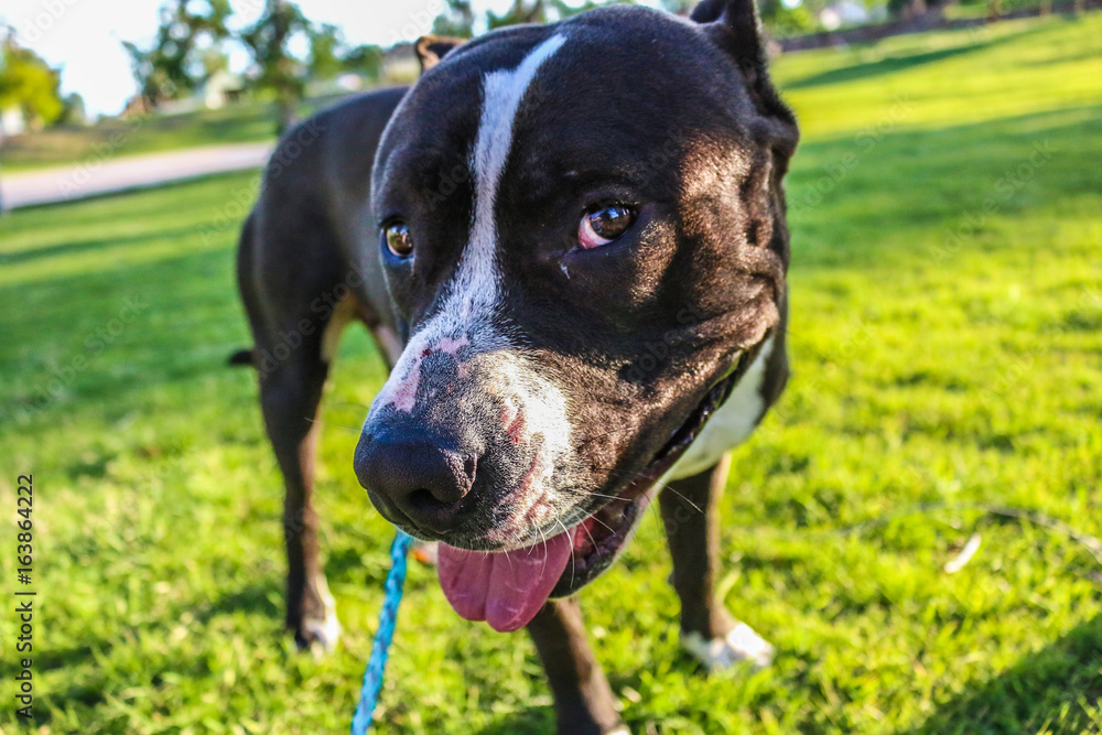 Fun Loving Pit-Bull Doggy With Tongue Out Fun Loving Pit-Bull Doggy With Tongue Out