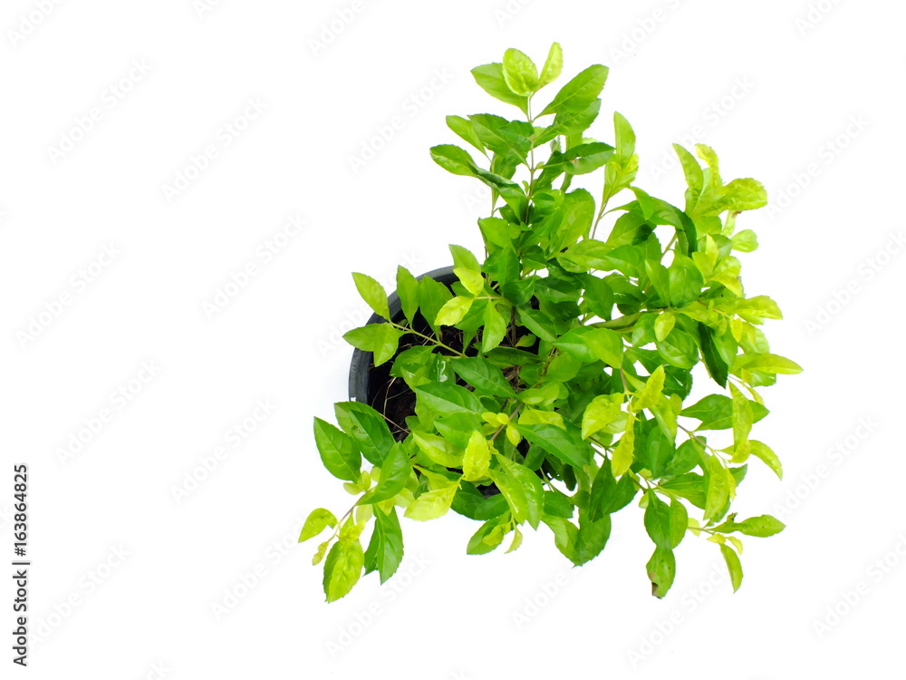 green plant isolated collection on white background