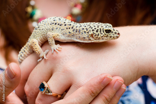 Foto Female Hand Holding Leopard Gecko