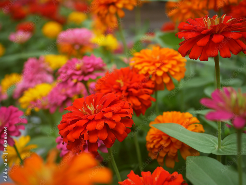 Flower colorful in bright day. Flower colorful in bright day.