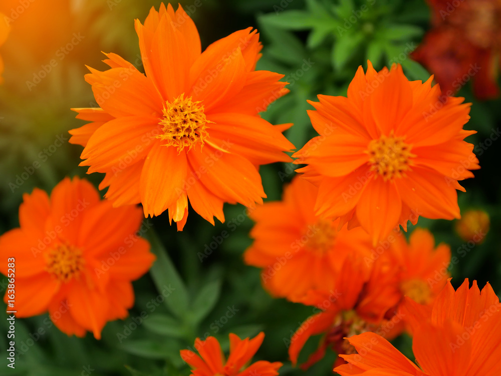 Flower colorful in bright day. Flower colorful in bright day.