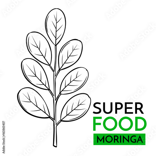vector icon superfood moringa