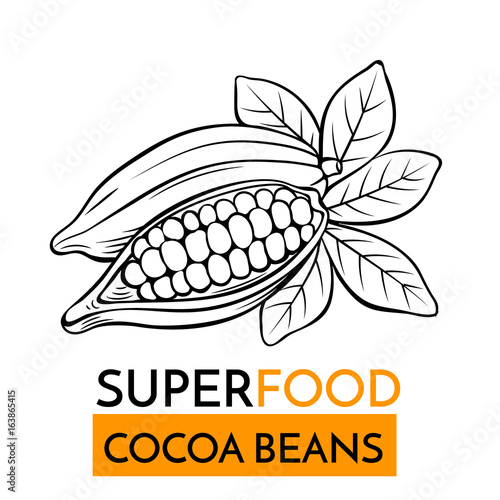 vector icon superfood cocoa beans