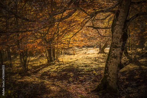 Autumn Pyrenees