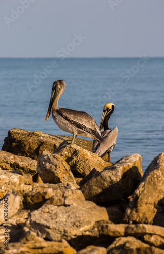 Sea Pelicans on Reef