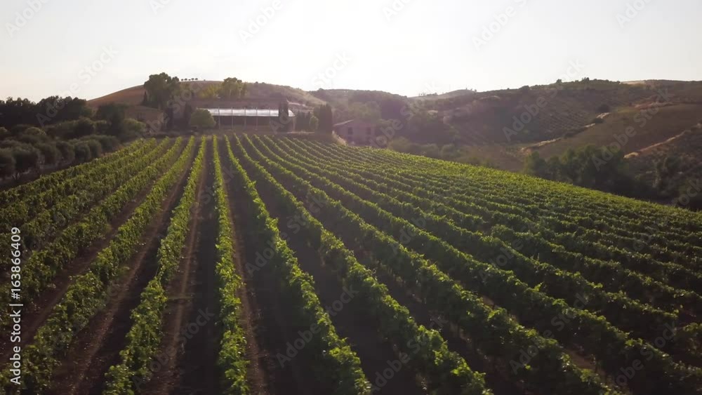 flying to the right over vines in a Sicilian vineyard flying to the right over vines in a Sicilian vineyard