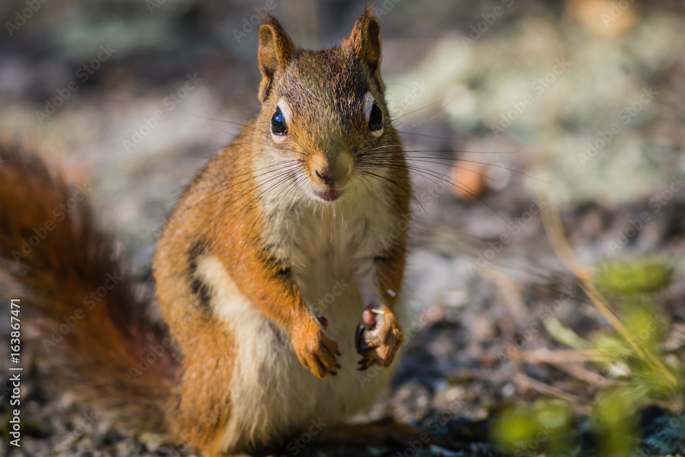 Fiesty American Red Squirrel (Tamiasciurus hudsonicus) standing up with hands at side
Fiesty American Red Squirrel (Tamiasciurus hudsonicus) standing up with hands at side