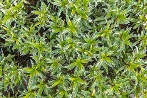 Wallpaper Mural green leaf in agricultural farm for background Torontodigital.ca