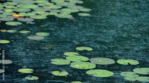 雨と睡蓮の葉