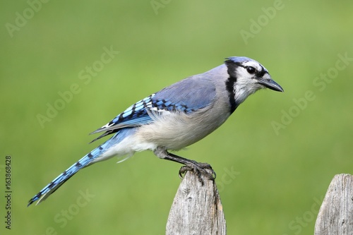 Blue Jay on a Fence