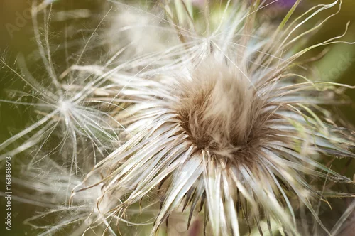 Obraz Kwiat Thistledown