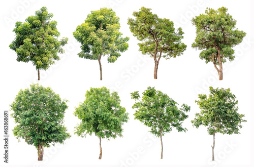 Isolated trees on white background, The collection of trees.