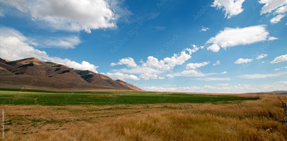 Fototapeta premium Alfalfa hayfield and wheat field under cumulus clouds in Wyoming USA
