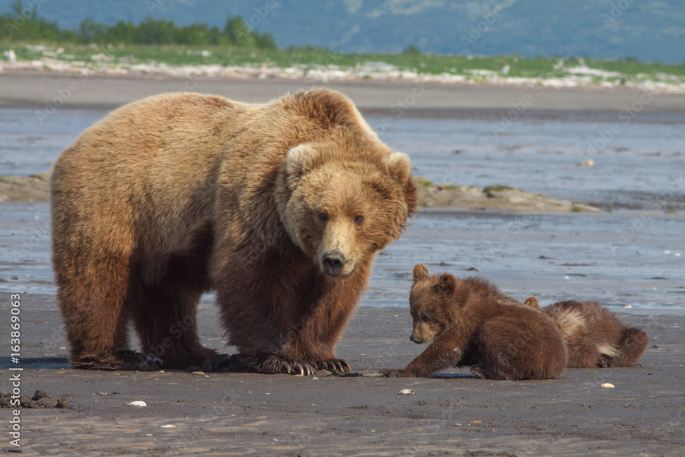 Grizzly with 2 Cubs