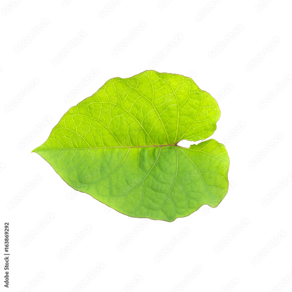 Obraz premium Green leaf on white background.