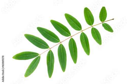 Green leaf on white background. © noppharat