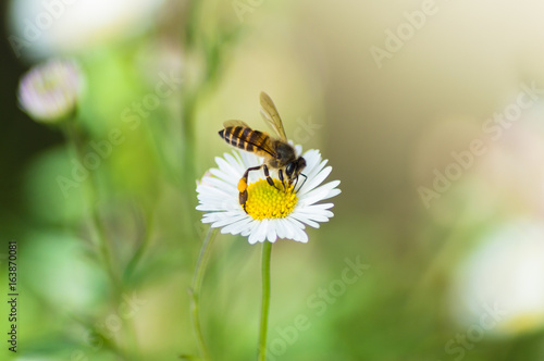 Bee & Dandelion © Endi