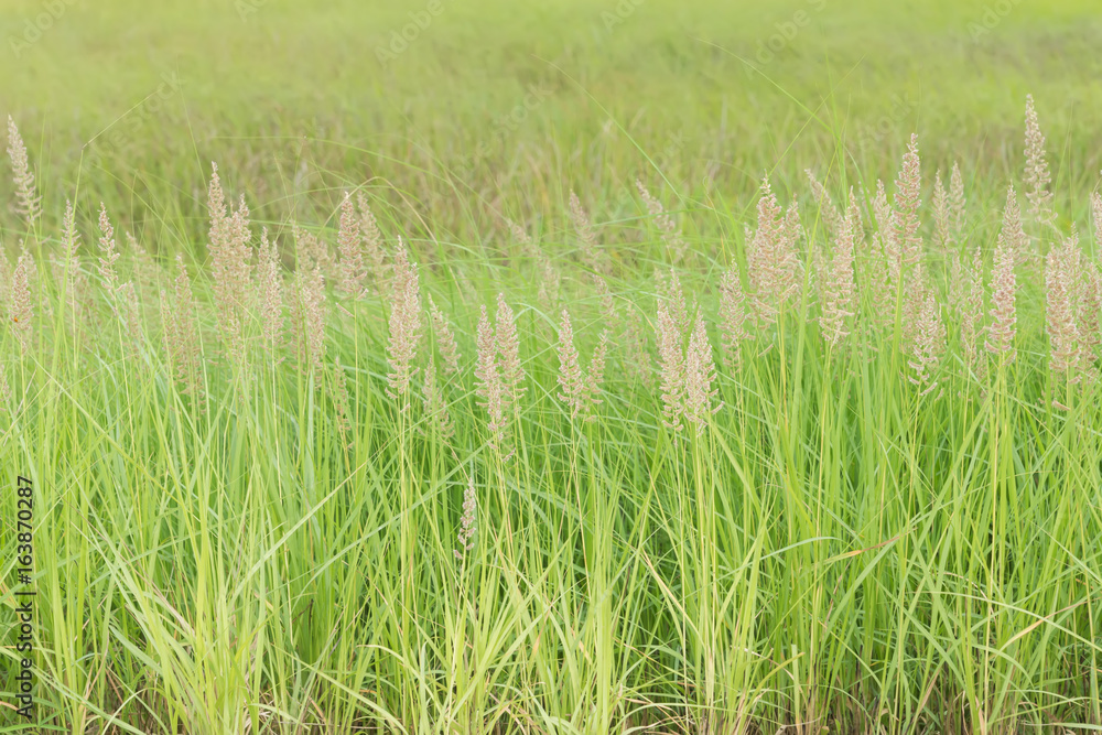 grass flower background in nature.