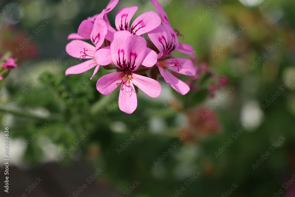 Fototapeta premium グレープフルーツゼラニウム