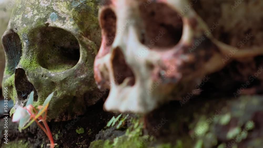 Old mossy green human skull with spider web covering eye socket, fresh skulls on sides, Trunyan Cemetery, Bali, shallow depth of field, camera slider move Old mossy green human skull with spider web covering eye socket, fresh skulls on sides, Trunyan Cemetery, Bali, shallow depth of field, camera slider move