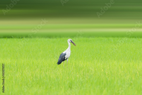 Asian openbill stork perched bird.