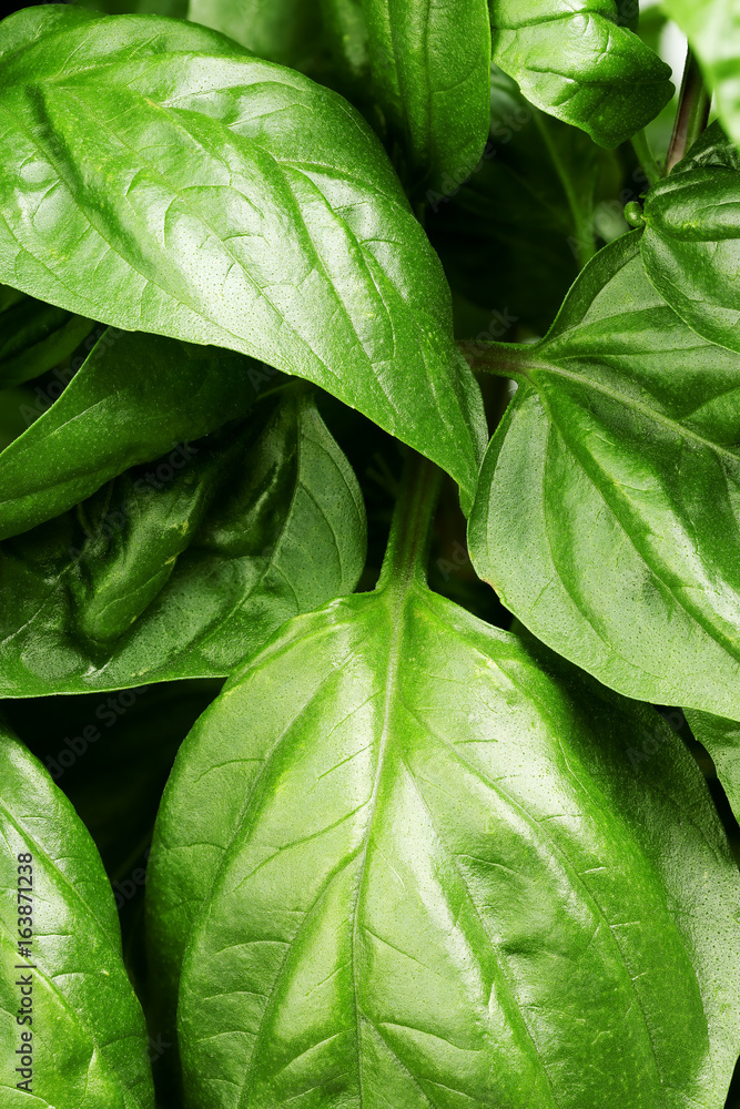 Fototapeta premium basil leaves