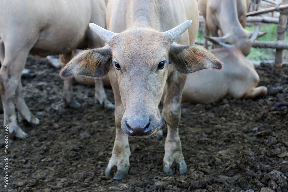 The young asian buffalo are looking. The young asian buffalo are looking.