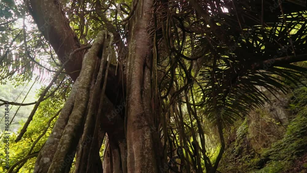 Large holy Taru Menyan tree whose natural fragrance hides stench of decomposing bodies in Trunyan Cemetery, Bali Large holy Taru Menyan tree whose natural fragrance hides stench of decomposing bodies in Trunyan Cemetery, Bali