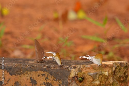 The Fluffy Tit (Zeltus amasa maximinianus) photo