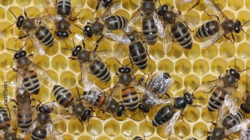 Dance of bee.
Bee dance shows where the plants with nectar and pollen are.
Dance of bee.
Bee dance shows where the plants with nectar and pollen are.