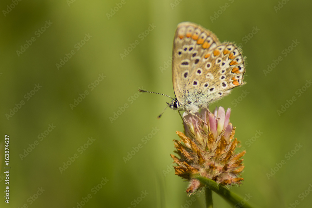 Papillons du marais de Montfort - Grésivaudan - Isère. Papillons du marais de Montfort - Grésivaudan - Isère.