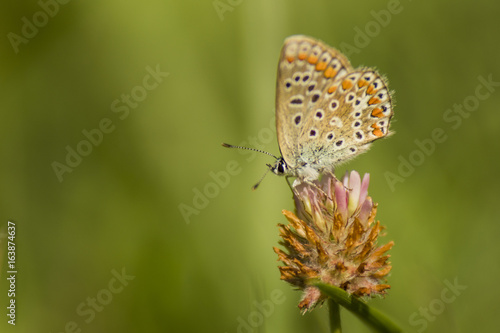 Papillons du marais de Montfort - Grésivaudan - Isère. © Richard