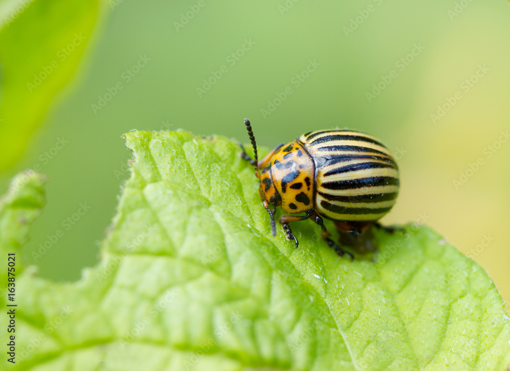 Colorado beetles on potato Colorado beetles on potato