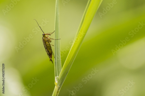 Insectes du marais de Montfort - Chartreuse - Isère.
