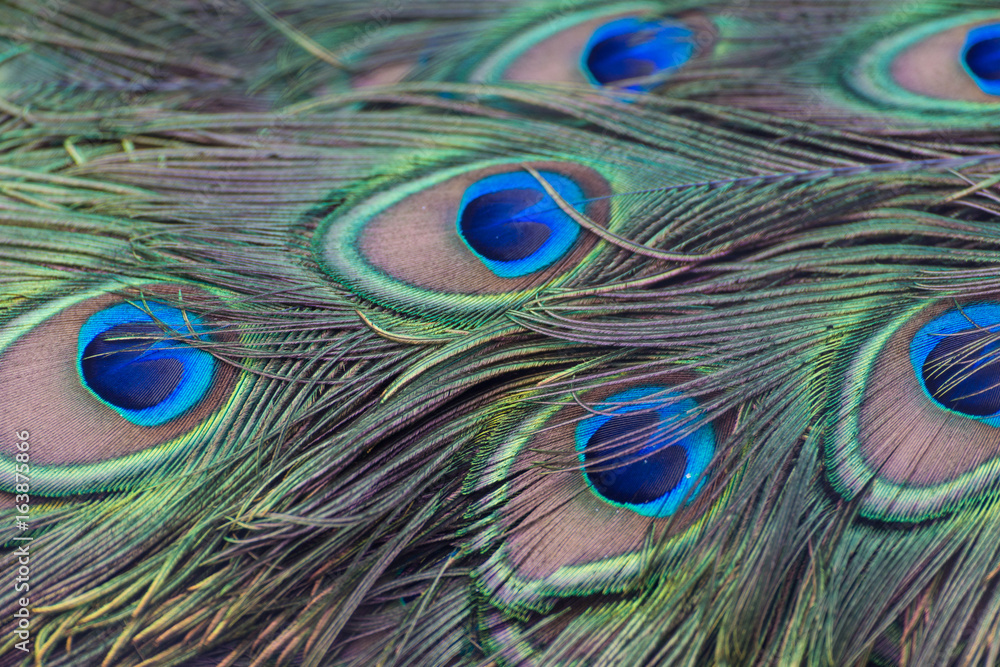 Fototapeta premium peacock feather pattern