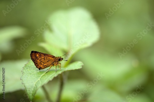 Butterfly from the Taiwan (Ampittia virgata myakei Matsumura)Yellow star butterfly