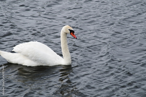 Solitary swan floats on the lake
