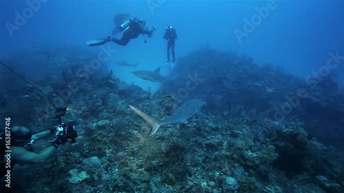 A lot of reef sharks floating near the divers with cameras, Caribbean sea photo