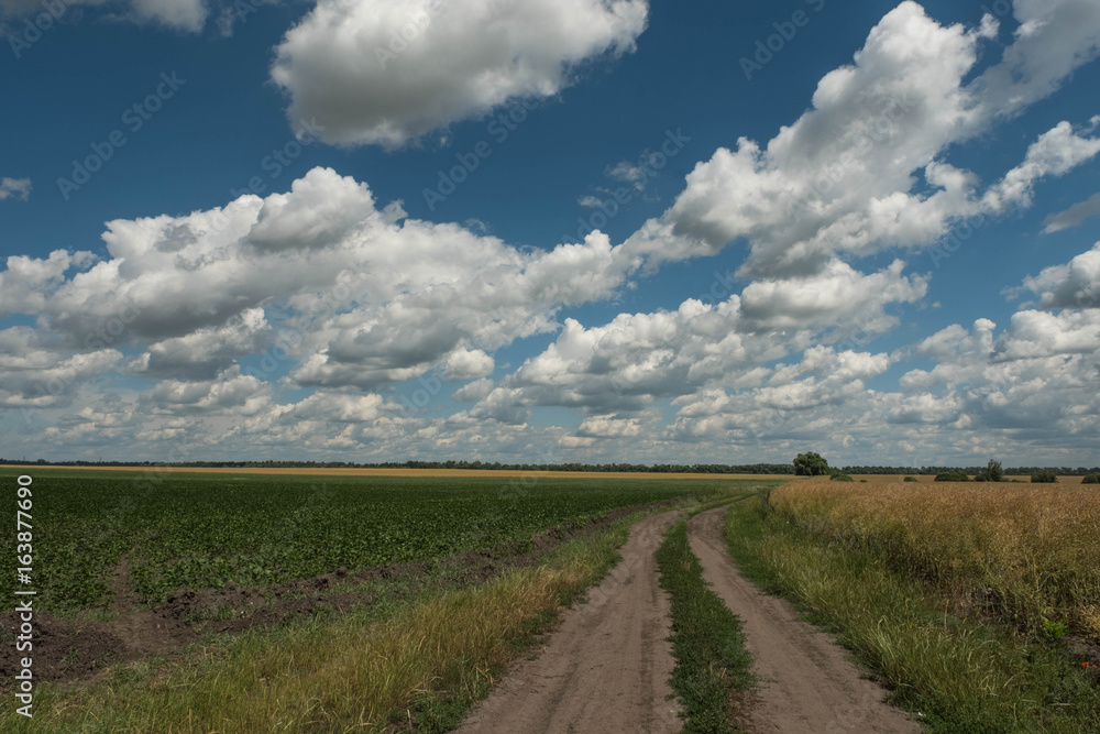 The sky is blue in the clouds against the background of a yellow field with a beautiful horizon and the road going into the distance